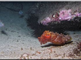 LoxPix Sub-Aqua Image