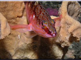 LoxPix Sub-Aqua Image