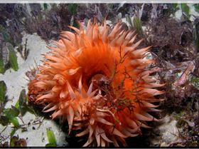 LoxPix Sub-Aqua Image