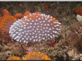 LoxPix Sub-Aqua Image