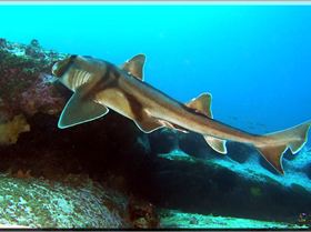 LoxPix Sub-Aqua Image