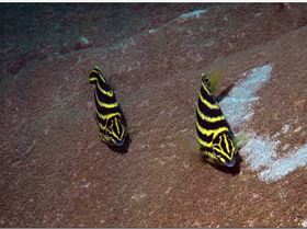 LoxPix Sub-Aqua Image