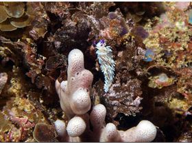 LoxPix Sub-Aqua Image