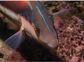 LoxPix Sub-Aqua Image