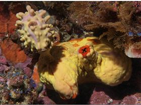 LoxPix Sub-Aqua Image