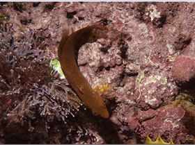 LoxPix Sub-Aqua Image