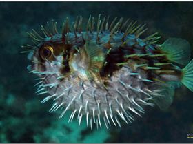 LoxPix Sub-Aqua Image