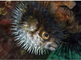 LoxPix Sub-Aqua Image