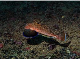 LoxPix Sub-Aqua Image