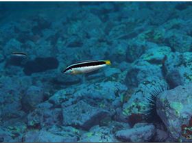 LoxPix Sub-Aqua Image