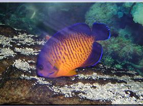 LoxPix Sub-Aqua Image