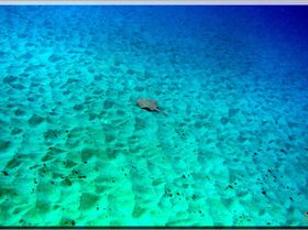 LoxPix Sub-Aqua Image