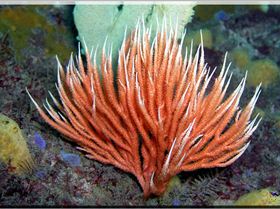 LoxPix Sub-Aqua Image