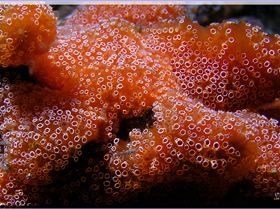 LoxPix Sub-Aqua Image