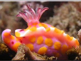 LoxPix Sub-Aqua Image