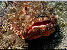 LoxPix Sub-Aqua Image