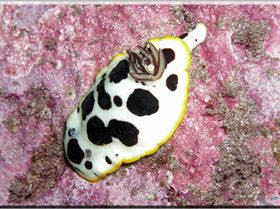 LoxPix Sub-Aqua Image