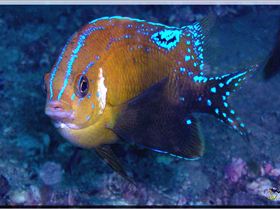 LoxPix Sub-Aqua Image