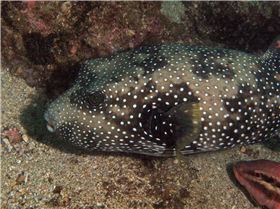 LoxPix Sub-Aqua Image