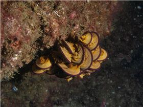 LoxPix Sub-Aqua Image