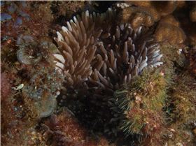 LoxPix Sub-Aqua Image