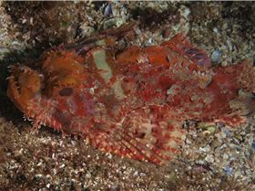 LoxPix Sub-Aqua Image