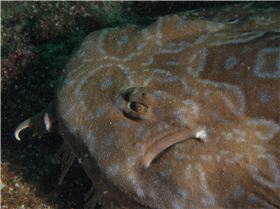 LoxPix Sub-Aqua Image