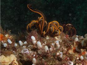 LoxPix Sub-Aqua Image