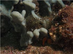 LoxPix Sub-Aqua Image