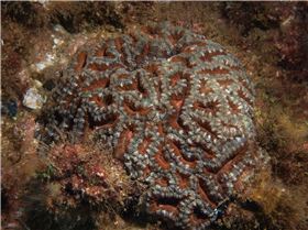 LoxPix Sub-Aqua Image