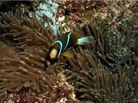 LoxPix Sub-Aqua Image