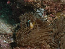 LoxPix Sub-Aqua Image