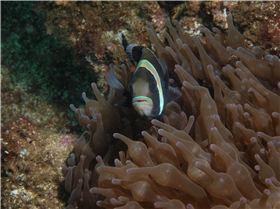 LoxPix Sub-Aqua Image