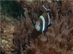 LoxPix Sub-Aqua Image