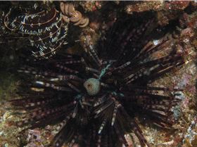 LoxPix Sub-Aqua Image