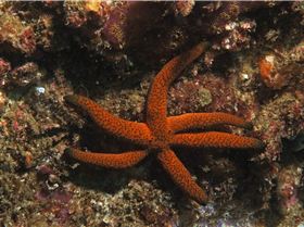 LoxPix Sub-Aqua Image