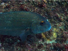 LoxPix Sub-Aqua Image