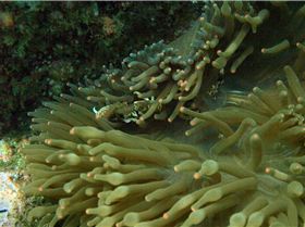 LoxPix Sub-Aqua Image