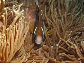 LoxPix Sub-Aqua Image