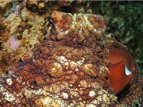 LoxPix Sub-Aqua Image