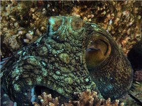 LoxPix Sub-Aqua Image