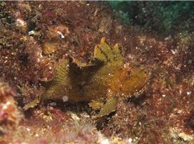 LoxPix Sub-Aqua Image