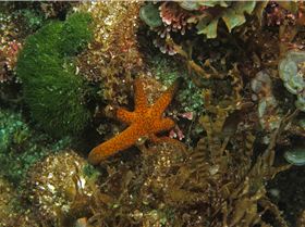 LoxPix Sub-Aqua Image