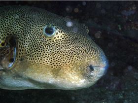 LoxPix Sub-Aqua Image