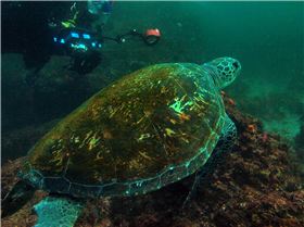 LoxPix Sub-Aqua Image