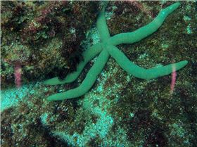 LoxPix Sub-Aqua Image