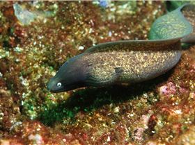 LoxPix Sub-Aqua Image