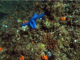 LoxPix Sub-Aqua Image