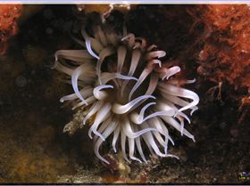 LoxPix Sub-Aqua Image