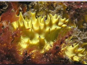 LoxPix Sub-Aqua Image